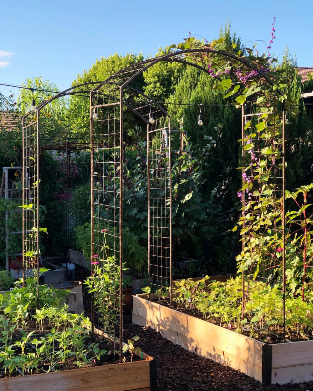 Remote Garden (w/ 24/7 Live Cam Access)